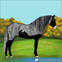 Horse Color:Black Sabino Splash 