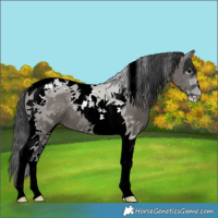 Horse Color:Grullo Tobiano 