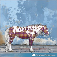 Horse Color:Plaid White Spotted Silver Brown Splash Skewed Appaloosa