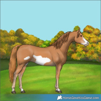 Horse Color:Chestnut Frame