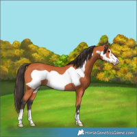 Horse Color:Bay Frame 