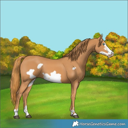 Horse Color:Chestnut Frame 
