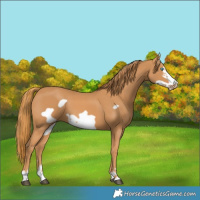 Horse Color:Chestnut Frame