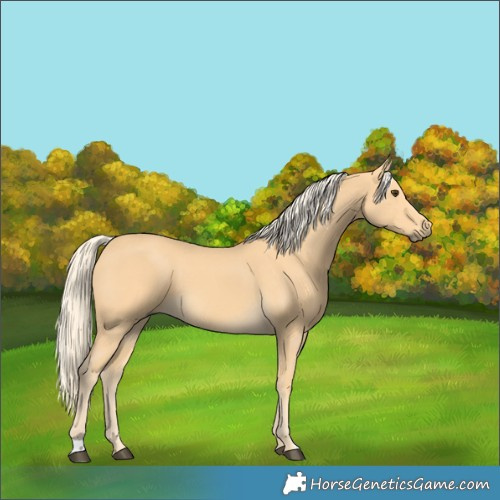 Horse Color:Palomino