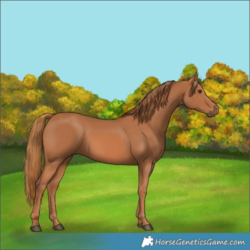 Horse Color:Chestnut 