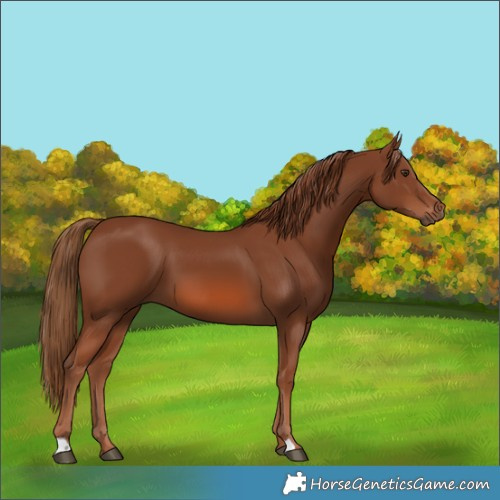 Horse Color:Chestnut 