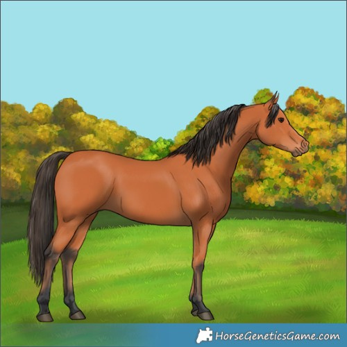 Horse Color:Bay 