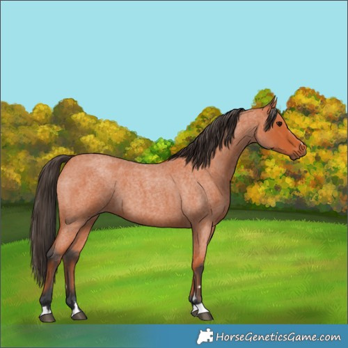 Horse Color:Bay Roan