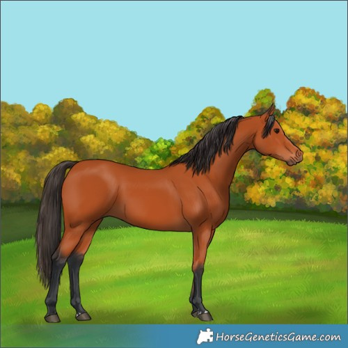 Horse Color:Bay 