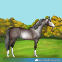 Horse Color:Gray Bay 