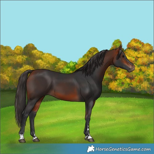 Horse Color:Bay 