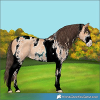 Horse Color:Amber Champagne Sabino Tobiano