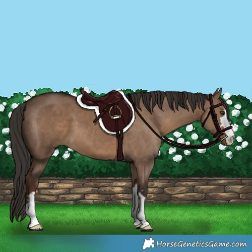 Horse Color:Liver Red Dun 