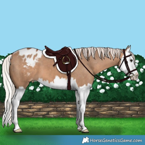 Horse Color:Silver Bay Dun Splash Appaloosa