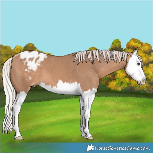 Horse Color:Silver Bay Dun Splash Appaloosa 