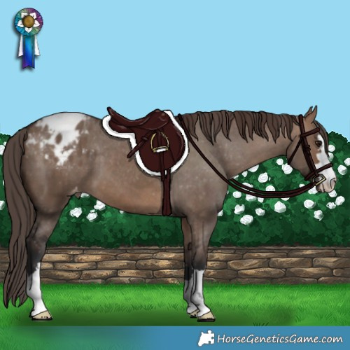 Horse Color:Brown Dun Appaloosa 