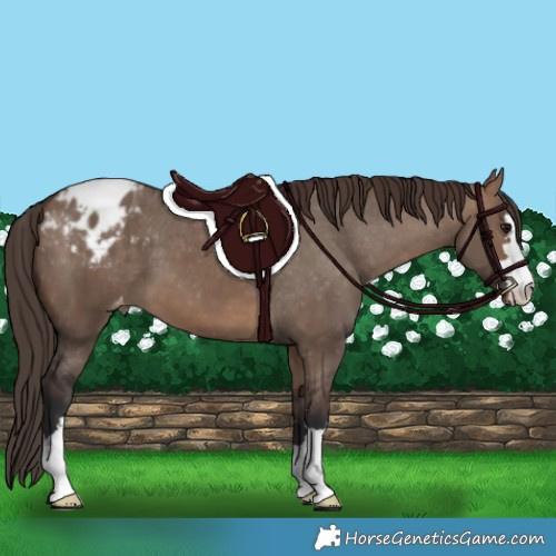 Horse Color:Brown Dun Appaloosa