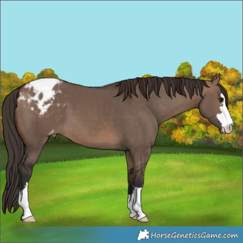 Horse Color:Brown Dun Appaloosa 