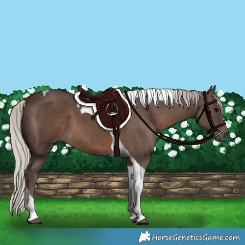 Horse Color:Silver Black Tobiano 