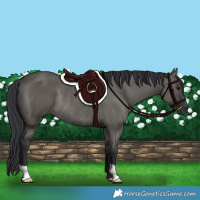 Horse Color:Grullo Rabicano 