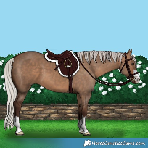 Horse Color:Silver Brown Dun 