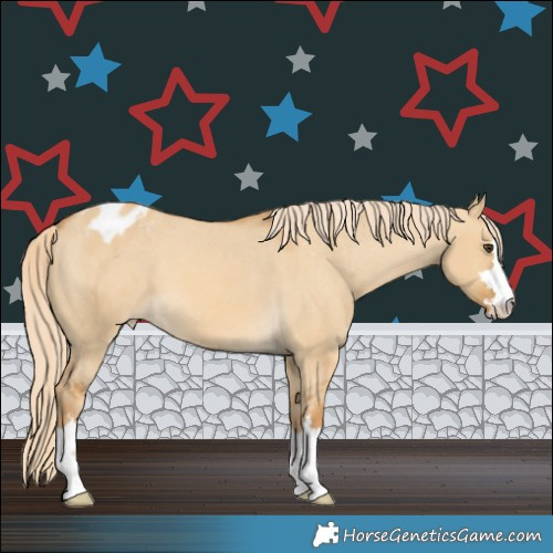 Horse Color:Palomino Dun Appaloosa 