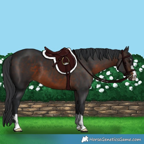 Horse Color:Brown 