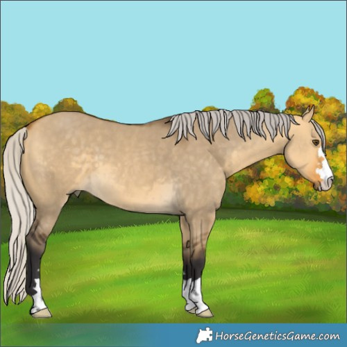 Horse Color:Silver Buckskin Dun 