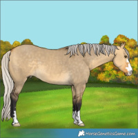 Horse Color:Silver Buckskin Dun 