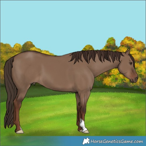 Horse Color:Liver Red Dun 