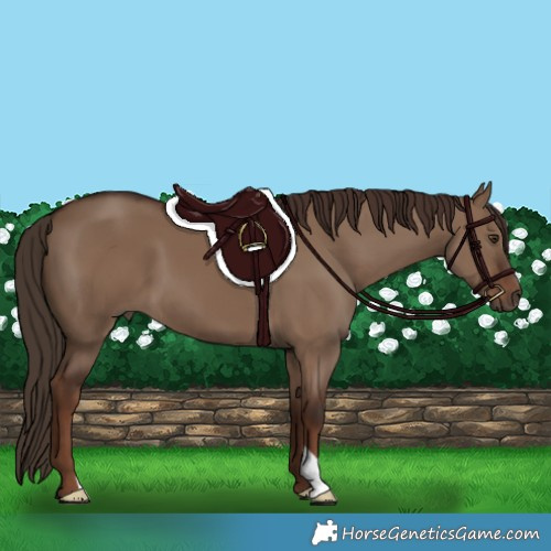 Horse Color:Liver Red Dun