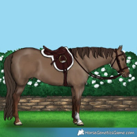 Horse Color:Liver Red Dun