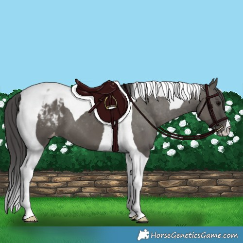 Horse Color:Grullo Tobiano Appaloosa 