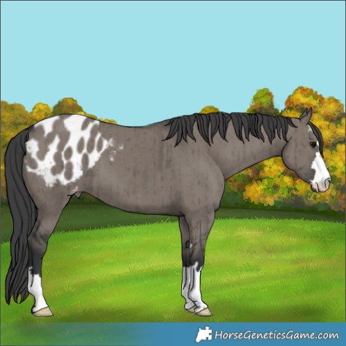 Horse Color:Grullo Appaloosa Brindle 