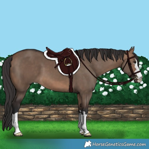 Horse Color:Brown Dun 