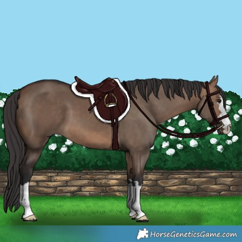 Horse Color:Brown Dun 