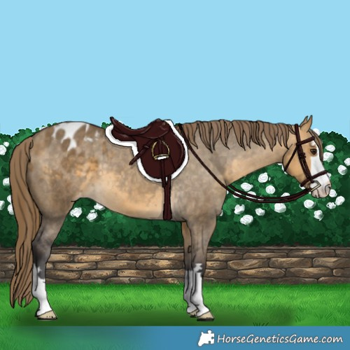 Horse Color:Buckskin Dun Appaloosa 
