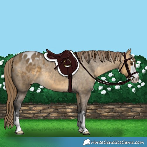 Horse Color:Buckskin Dun Blanket 