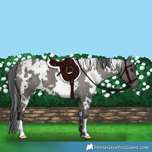 Horse Color:White Spotted Grullo Appaloosa 
