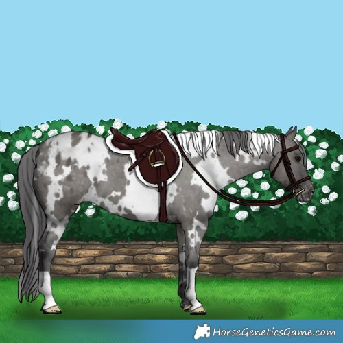 Horse Color:White Spotted Grullo Varnish 