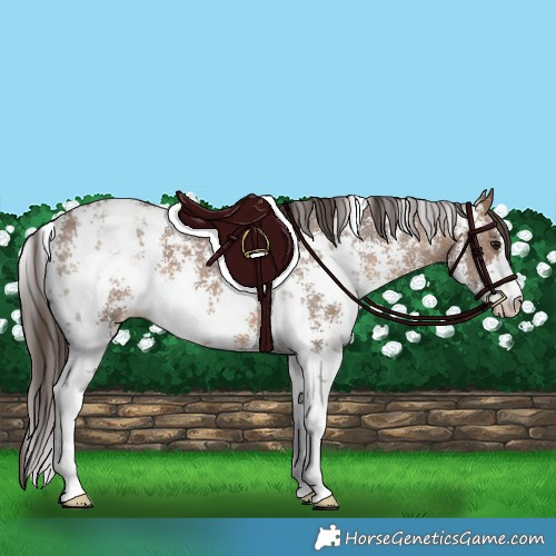 Horse Color:Brown Dun Sabino Appaloosa 