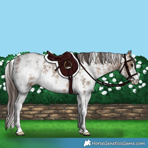 Horse Color:Brown Dun Sabino Varnish 