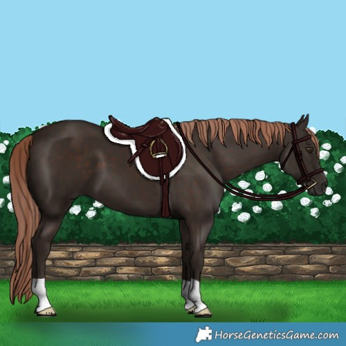 Horse Color:Liver Chestnut 