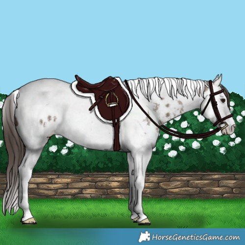 Horse Color:Brown Dun Sabino Splash Tobiano Near Leopard 