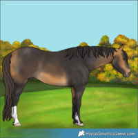 Horse Color:Buckskin 