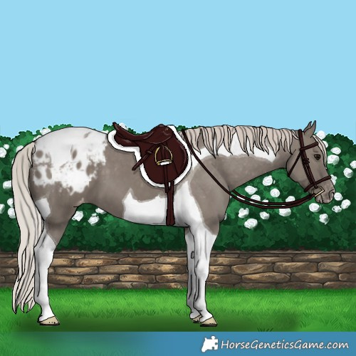 Horse Color:Silver Grullo Tobiano Appaloosa 