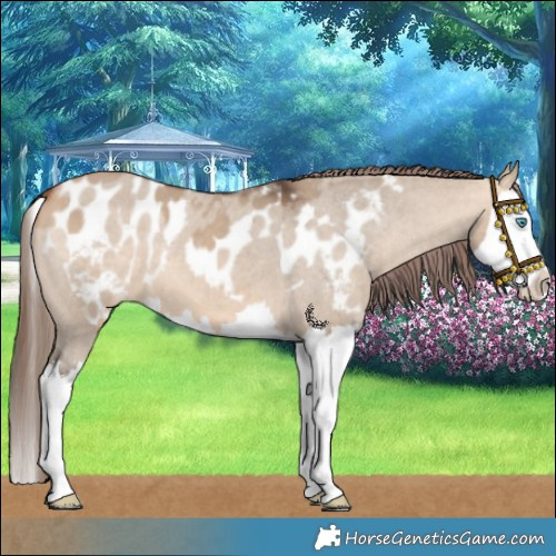 Horse Color:Bay Dun Splash Skewed LP Spotted 