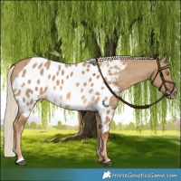 Horse Color:Chocolate Palomino Dun Skewed LP Spotted 
