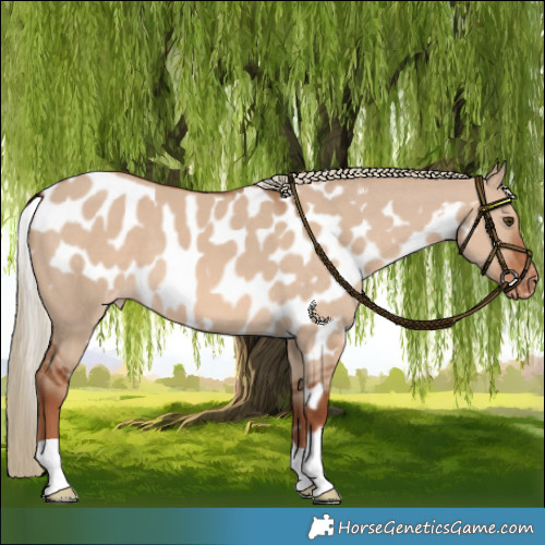 Horse Color:Red Dun Skewed LP Spotted 