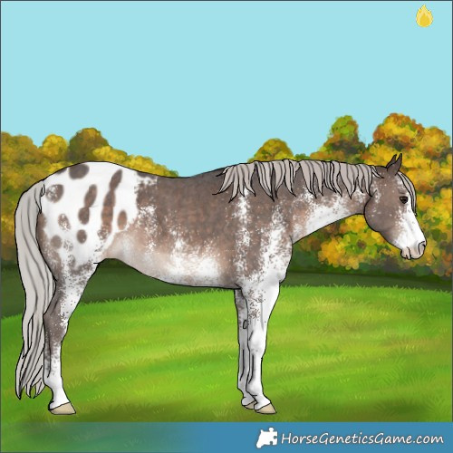 Horse Color:White Spotted Silver Brown Appaloosa 
